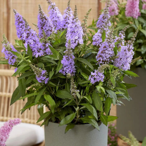 Arbre aux papillons Butterfly Candy® Little Lila 'BotEx004', Buddleia/Pot de 4L - 20/40 cm