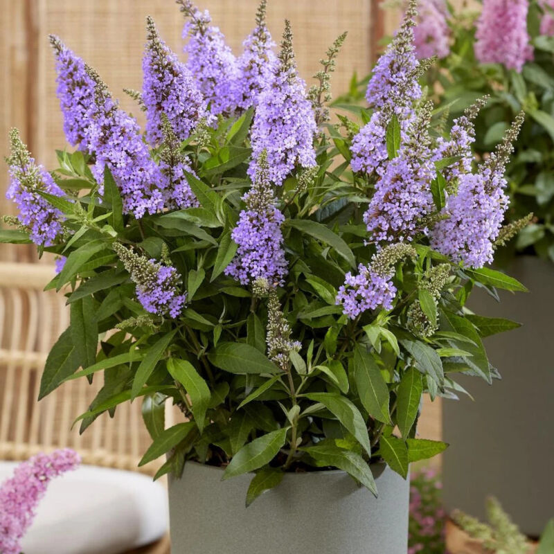 Arbre aux papillons Butterfly Candy® Little Lila 'BotEx004', Buddleia/Pot de 4L