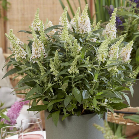Arbre aux papillons Butterfly Candy® Little White 'BotEx003', Buddleia/Pot de 4L - 20/40 cm