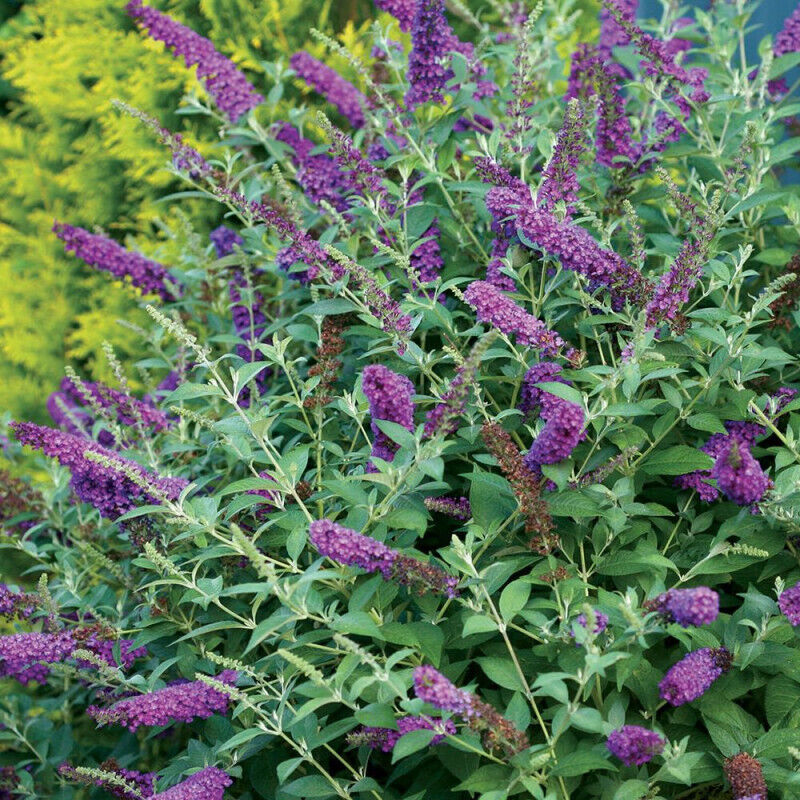 Arbre aux papillons davidii Miss Violet/Pot de 4L