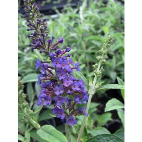 Arbre aux papillons 'Empire Blue' Pot de 2L/3L