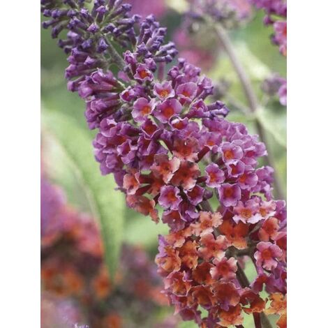 Arbre aux papillons 'Flower Power Bicolor' Pot de 2L/3L