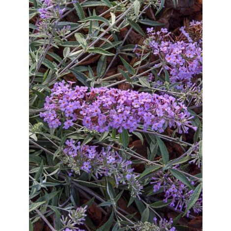 Arbre aux papillons 'Free Petite Lavender Flow' Pot de 2L/3L