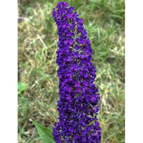 Arbre aux papillons 'Groovy Grape' Pot de 3L/4L