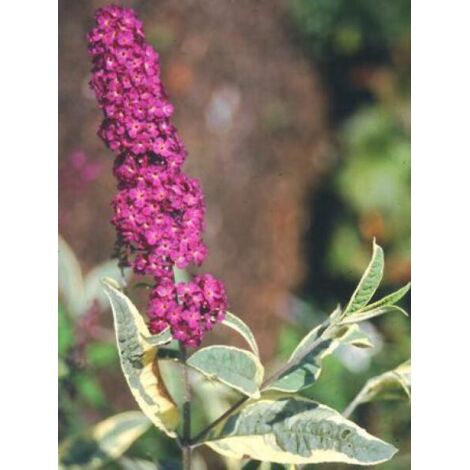 Arbre aux papillons 'Harlequin' Pot de 2L/3L