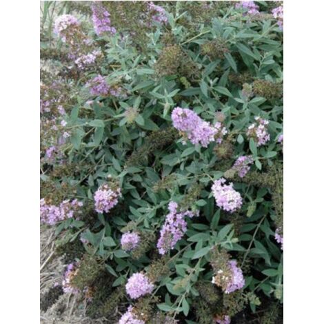 Arbre aux papillons Lilac Chip 'valbud3' Pot de 2L/3L