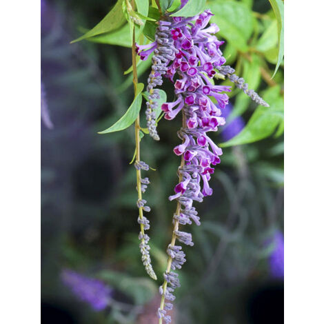 Arbre aux papillons lindleyana Pot de 4L/5L