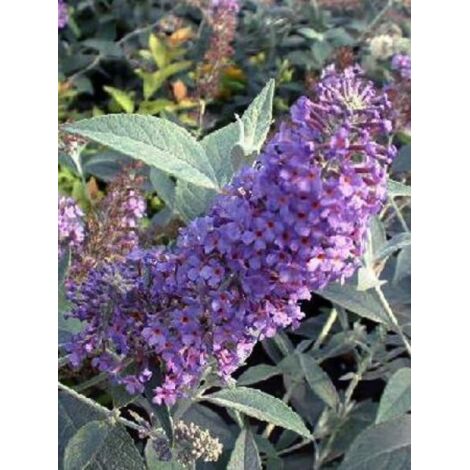 Arbre aux papillons 'Lochinch' Pot de 2L/3L