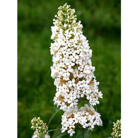 Arbre aux papillons 'Marbled White'® Pot de 2L/3L