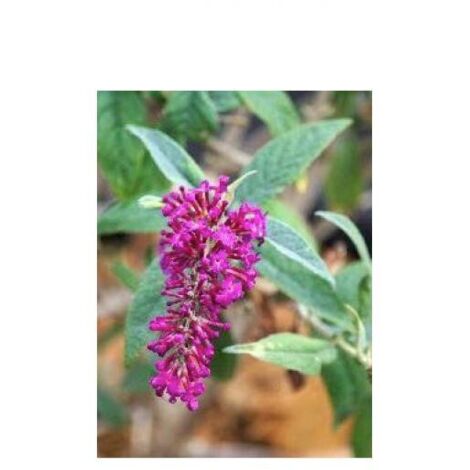 Arbre aux papillons 'Miss Ruby' Pot de 3L/4L