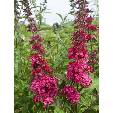 Arbre aux papillons 'Monarch Prince Charming' Pot de 2L/3L
