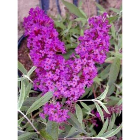 Arbre aux papillons 'Nanho Purple' Pot de 2L/3L