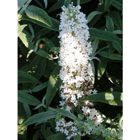 Arbre aux papillons 'Nanho White' Pot de 2L/3L