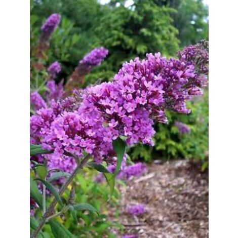 Arbre aux papillons 'Peacock'® Pot de 3L/4L