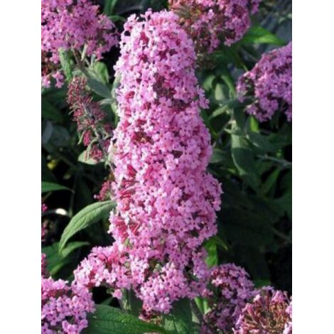 Arbre aux papillons 'Pink Delight' Pot de 3L/4L