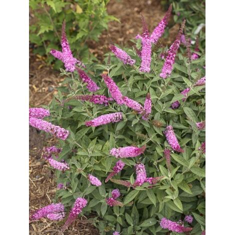 Arbre aux papillons 'Pink Micro Chip' Pot de 3L/4L