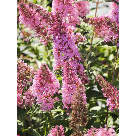 Arbre aux papillons 'Pink Panther' Pot de 2L/3L