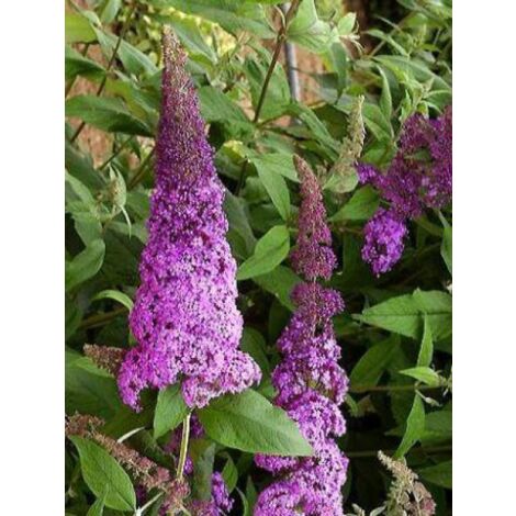 Arbre aux papillons Rêve De Papillon Pink® 'Minpap' Pot de 4L/5L