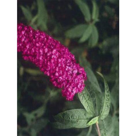 Arbre aux papillons 'Royal Red' Pot de 2L/3L