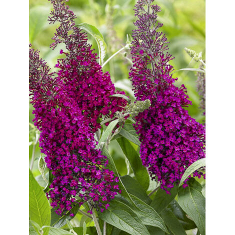 Arbre aux papillons 'Sugar Plum' Pot de 3L/4L