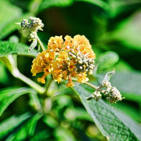 Arbre aux papillons 'Sungold' (Buddleja x weyeriana 'Sungold')