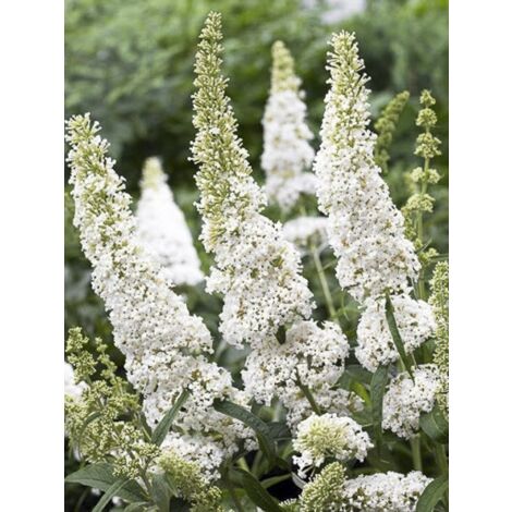 Arbre aux papillons 'White Ball' Pot de 3L/4L