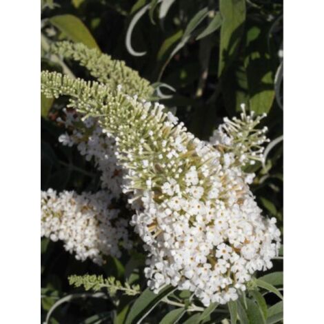 Arbre aux papillons 'White Chip' Pot de 2L/3L