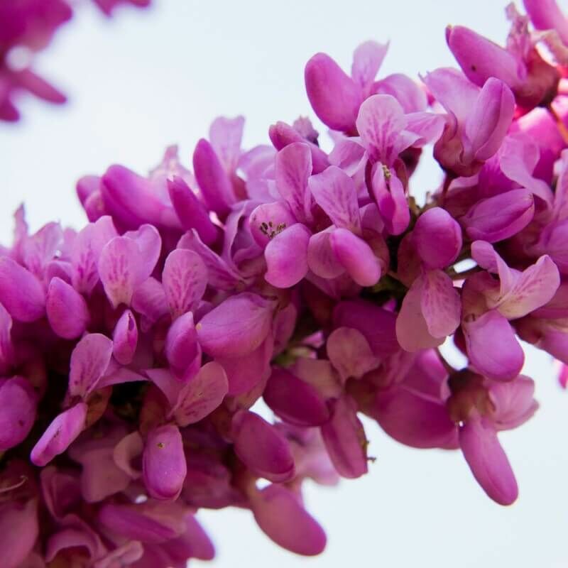 Arbre de Judée (Cercis Siliquastrum) - Godet - Taille 10/15cm