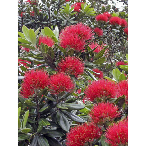 Arbre de Noël de Nouvelle-Zélande excelsa Pot de 7,5L/10L