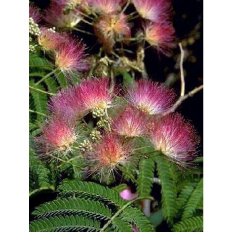 Arbre de soie 'Rosea' Pot de 2L/3L