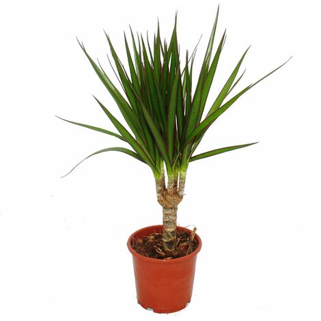 Arbre dragon - Dracaena marginata - 1 plante - plante d'intérieur facile d'entretien - palmier