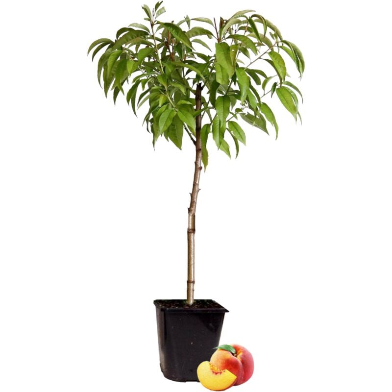 Prunus Persica Bonanza - Pêcher nain - Pot 14cm - Hauteur 60-70cm - Rose