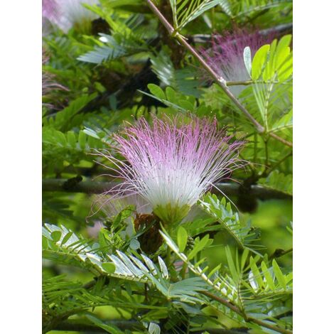 Arbres aux houppettes du Surinam Pot de 7,5L/10L