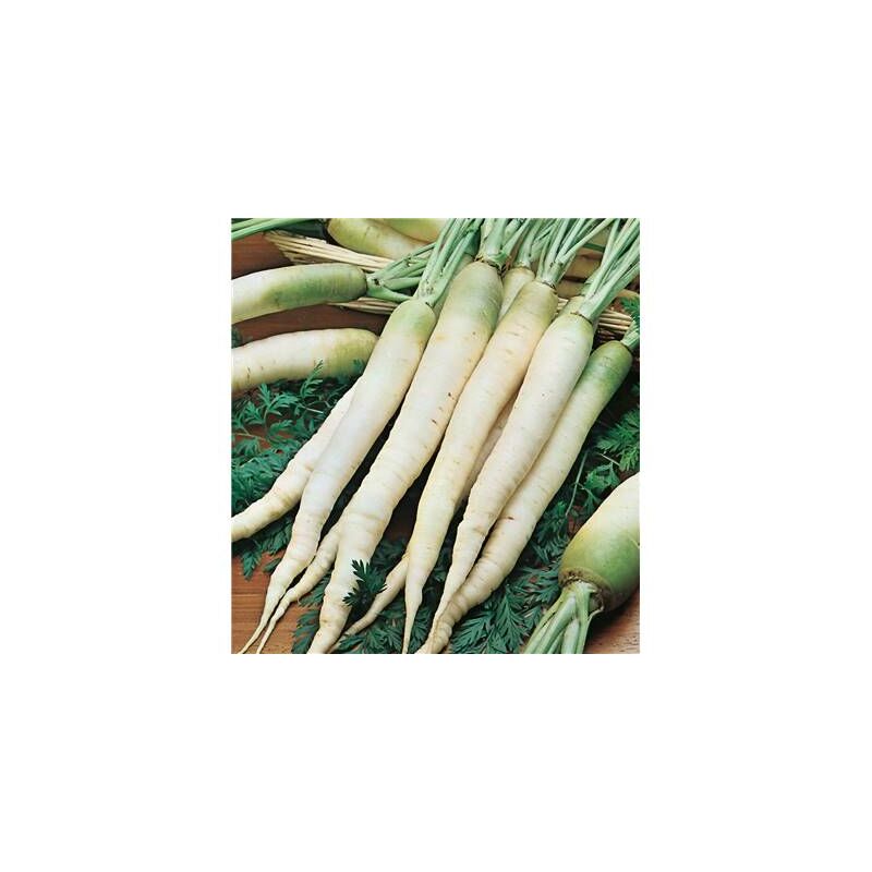 CAROTTE FOURRAGERE BLANCHE COLLET VERT - 20G - Graines