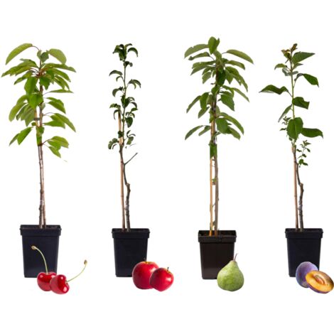 Arbres fruitiers - Mélange de 4 - Prunus,Pyrus,Malus - Pot 9cm - Hauteur 60-70cm