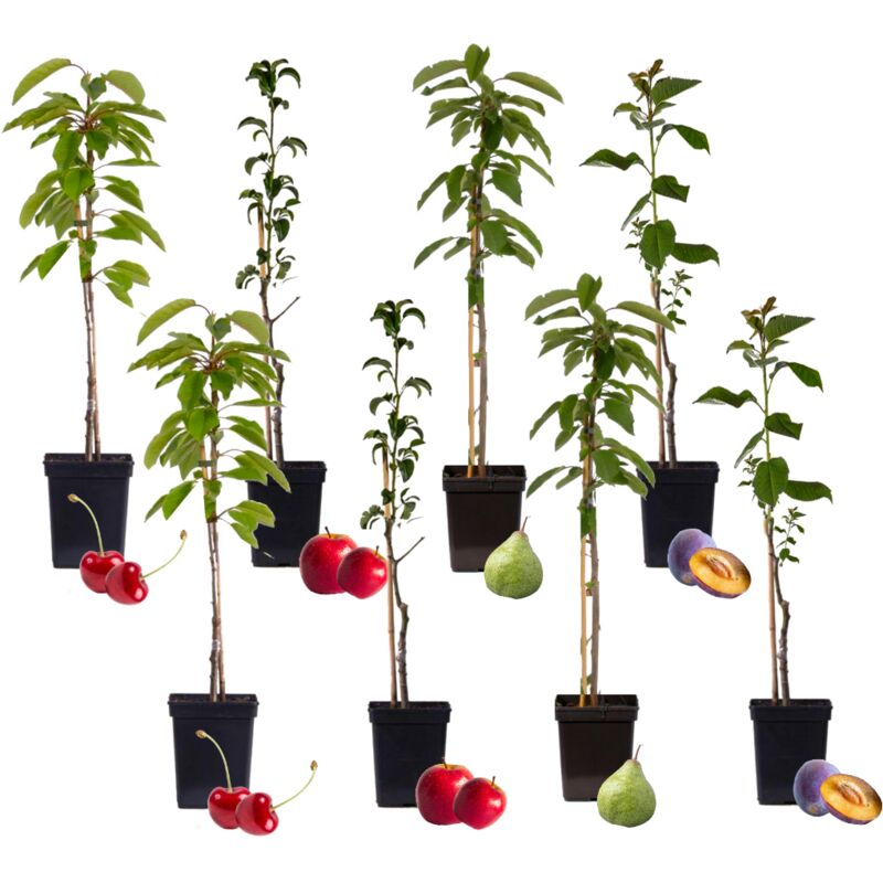 Plant In A Box - Arbres fruitiers - Mélange de 8 - Prunus Pyrus Malus - Pot 9cm - Hauteur 60-70cm - Rose