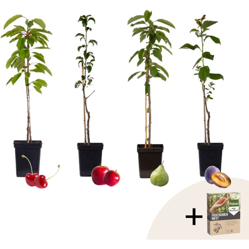 Plant In A Box - Mélange d'arbres fruitiers - Set de 4 - Malus, Pryus, Prunus - H60-70cm - ⌀9cm