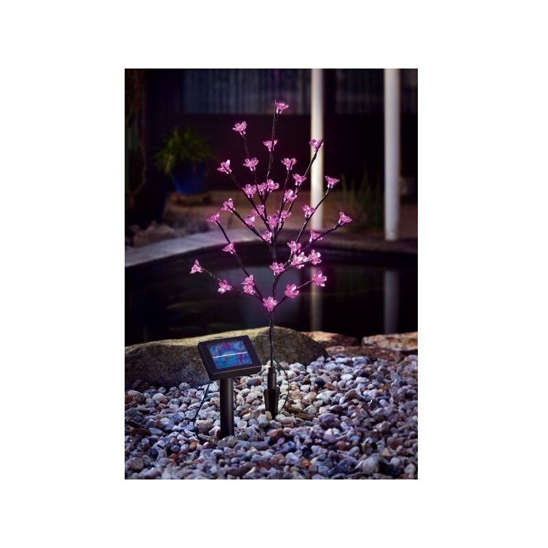 Arbuste à fleur solaire