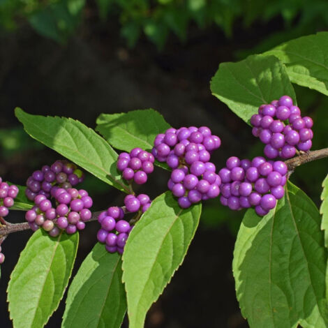 Arbuste aux bonbons bodinieri var. giraldii  Profusion