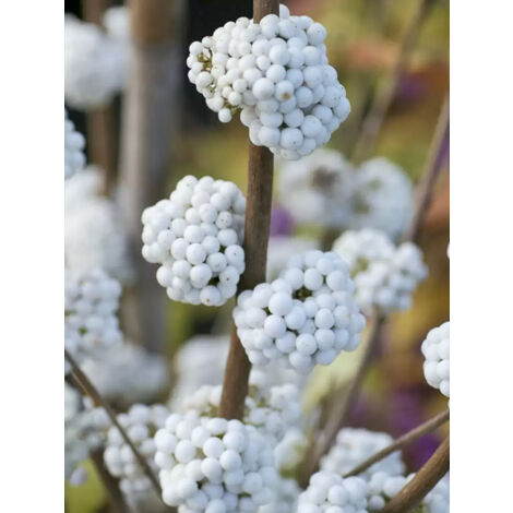 Arbuste aux bonbons 'Magical Snowstar' Godet de 8/9 cm