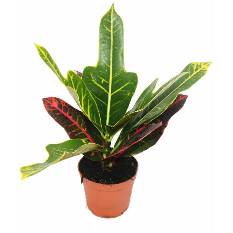 Exotenherz - Arbuste magique - Croton var - pot de 9cm - plante d'intérieur