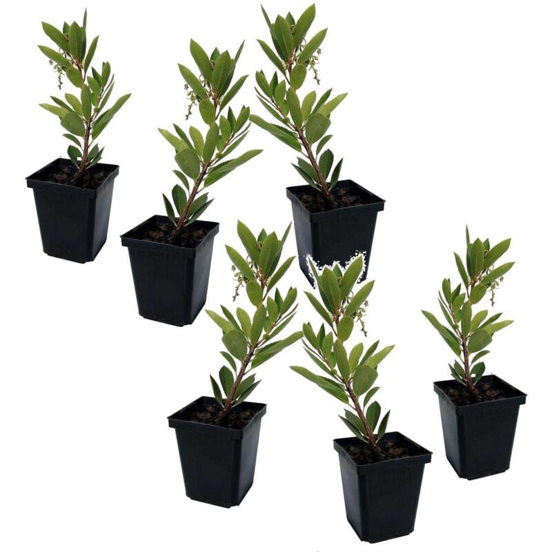 Plant In A Box - Fruits de l'arbousier - Set de 6 - Arbutus 'Unedo' - Hauteur 25-40cm - ⌀9cm