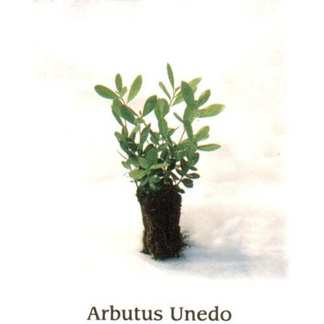 Arbutus Unedo v14-pianta giovane