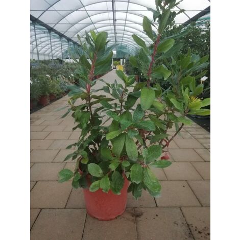 Arbutus Unedo v22 h65-75 cm