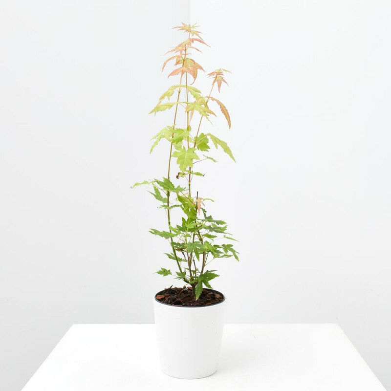 

Verdecora - ARCE PRE BONSAI MACETA 10 CM