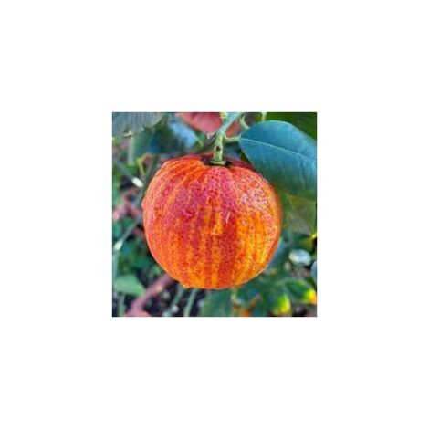 Arcobal plante orange photo réelle h 80cm