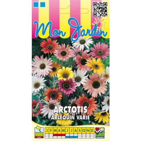 Arctotis Arlequin varié - 0,3g