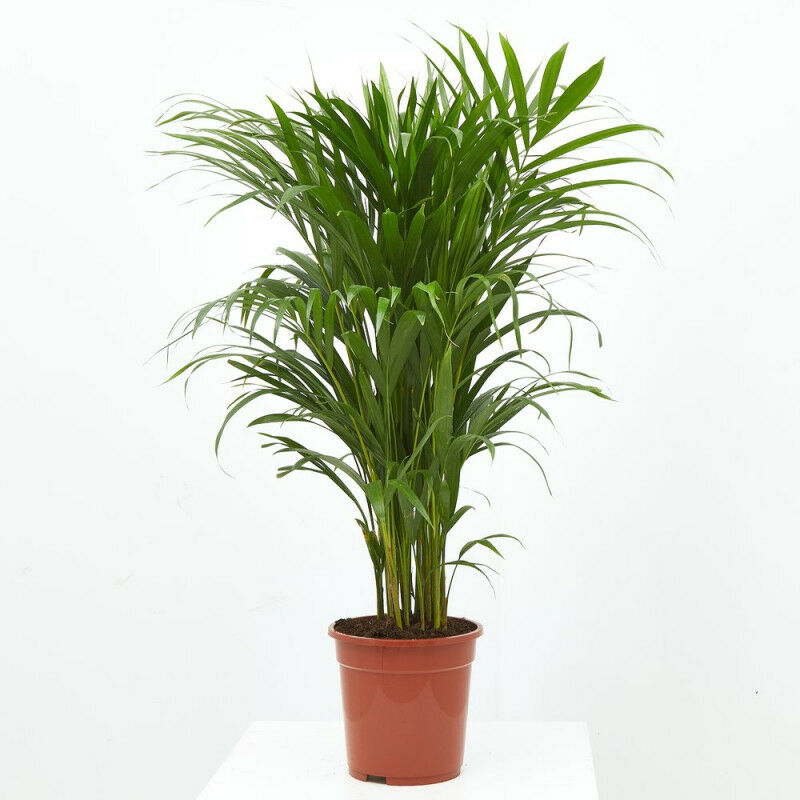 

ARECA - Maceta 4 litros