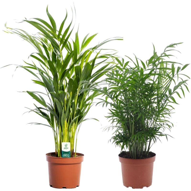 Plant In A Box - Areca, Chamaedorea - Mélange de 2 - Pot 17cm - Hauteur 50-70cm - Vert