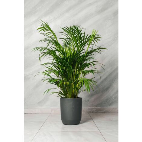 Areca Dypsis Lutescens plante en pot 20cm h 120cm photo réelle plante réelle